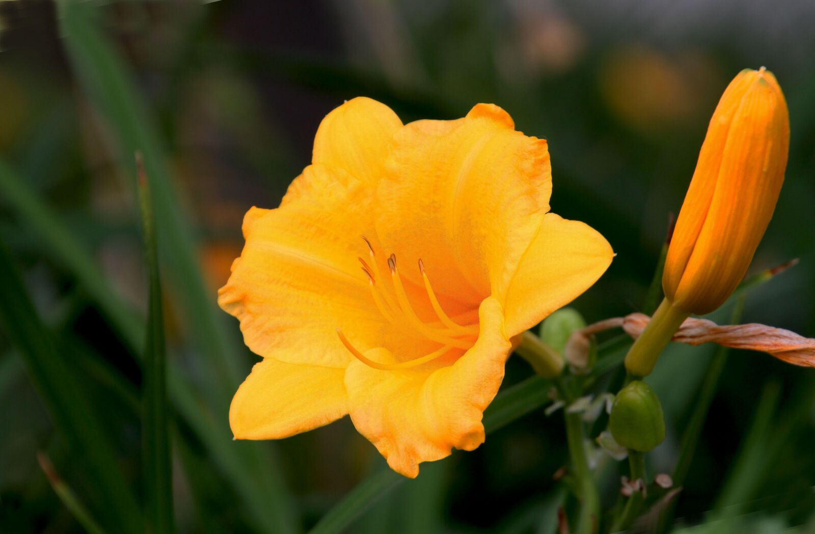Canon EOS 500D (EOS Rebel T1i / EOS Kiss X3) sample photo. Flower, natural, twilight photography