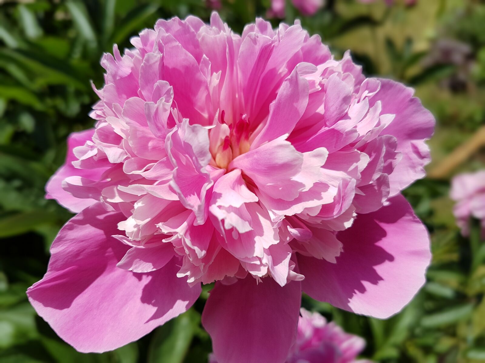 Samsung Galaxy S7 sample photo. Flowers, peony, peonies photography