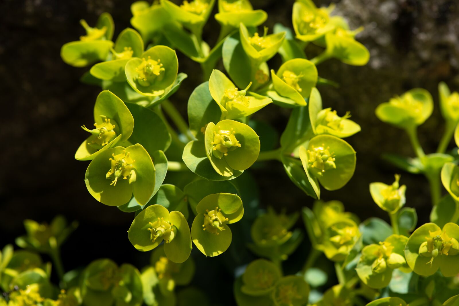 Nikon D750 sample photo. Plant, green, garden photography