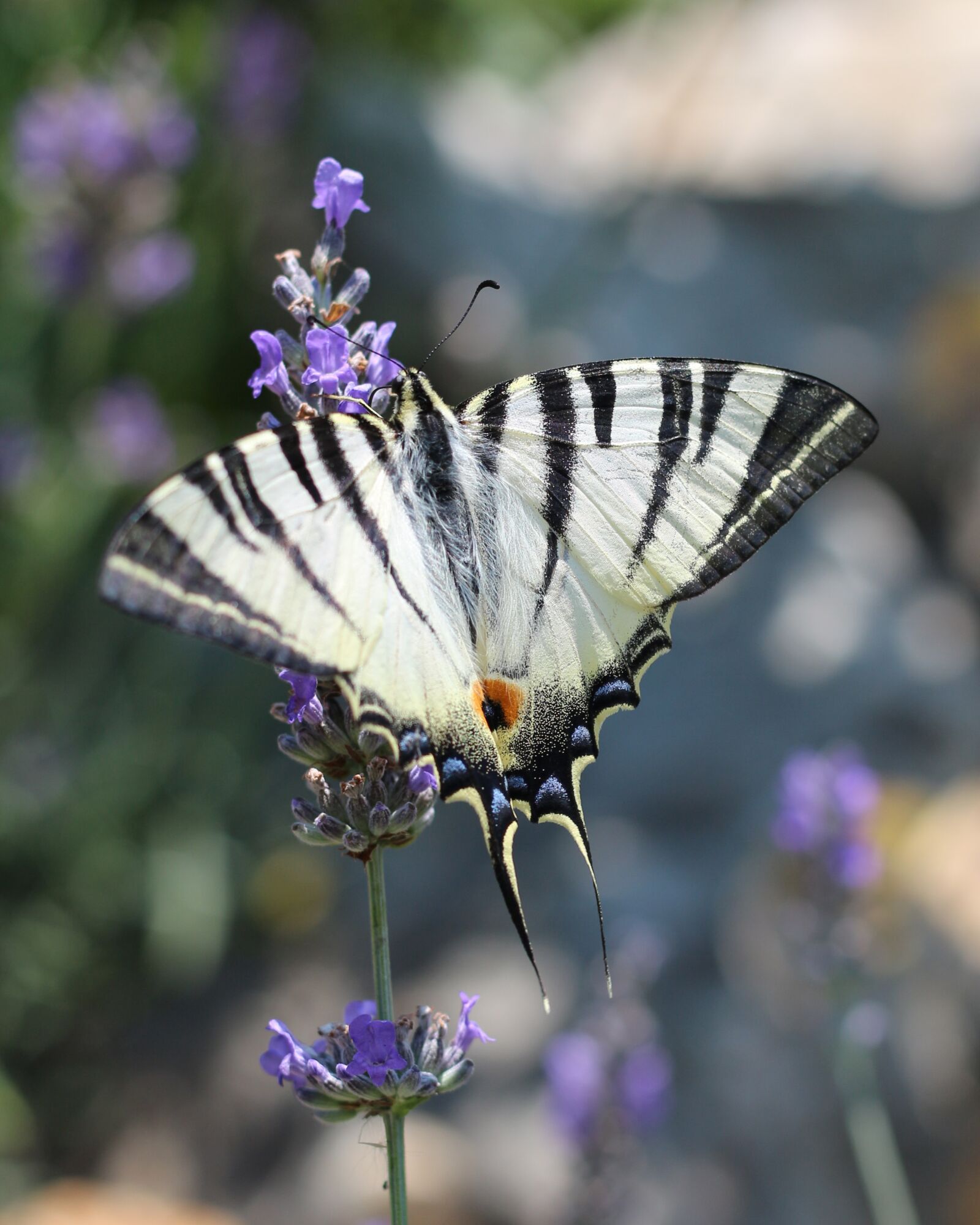 Canon EOS 700D (EOS Rebel T5i / EOS Kiss X7i) sample photo. Lavender, insect, scarce swallowtail photography
