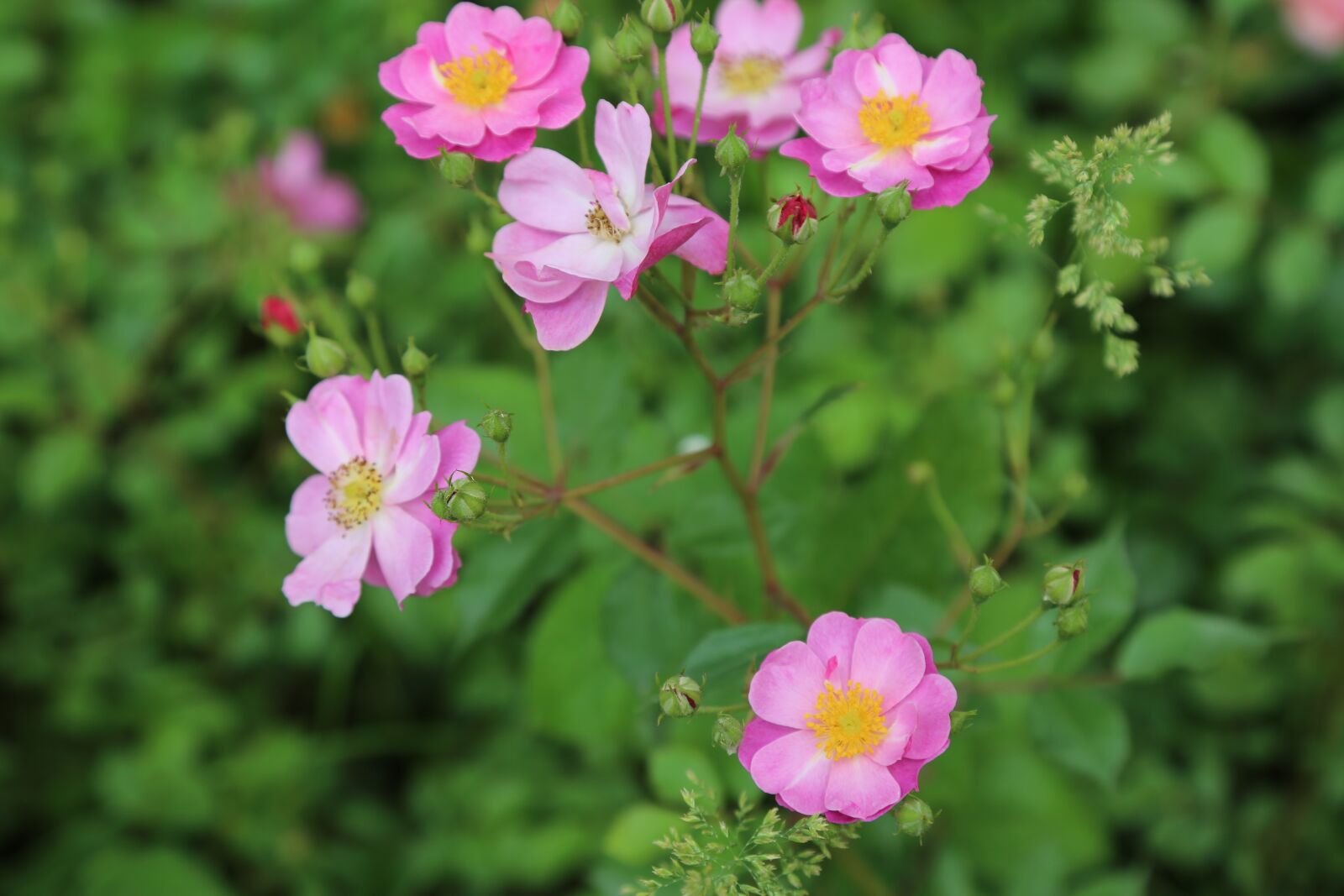 Canon EF 24-105mm F4L IS USM sample photo. Flower, nature, flowers photography