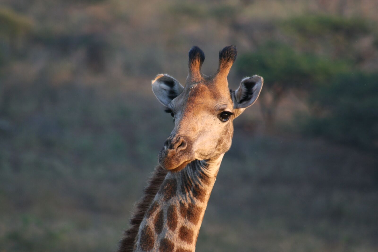 Canon EOS 400D (EOS Digital Rebel XTi / EOS Kiss Digital X) sample photo. Africa, safari, giraffe photography