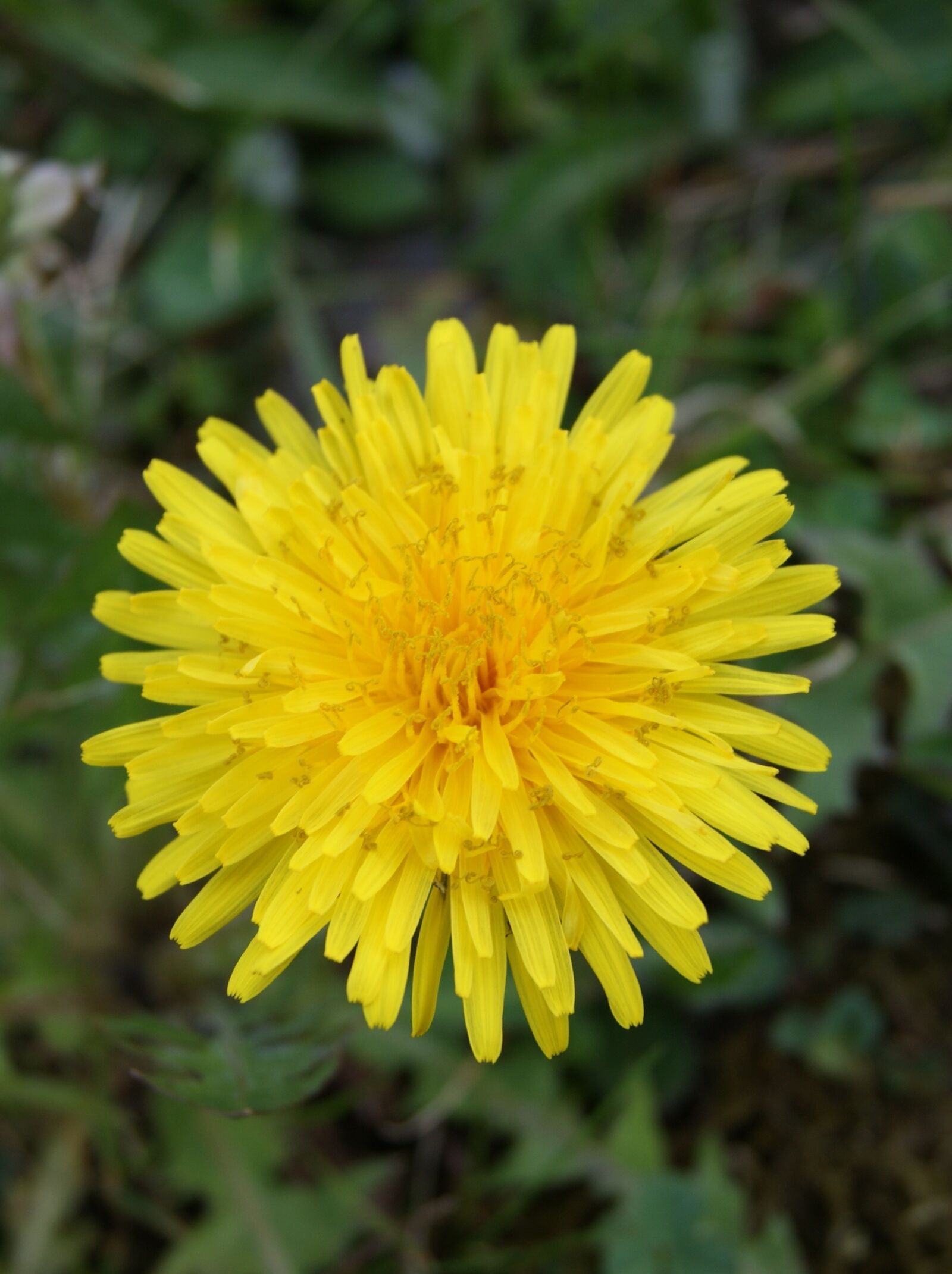 Sony Alpha DSLR-A290 sample photo. Dandelion, flower, nature photography