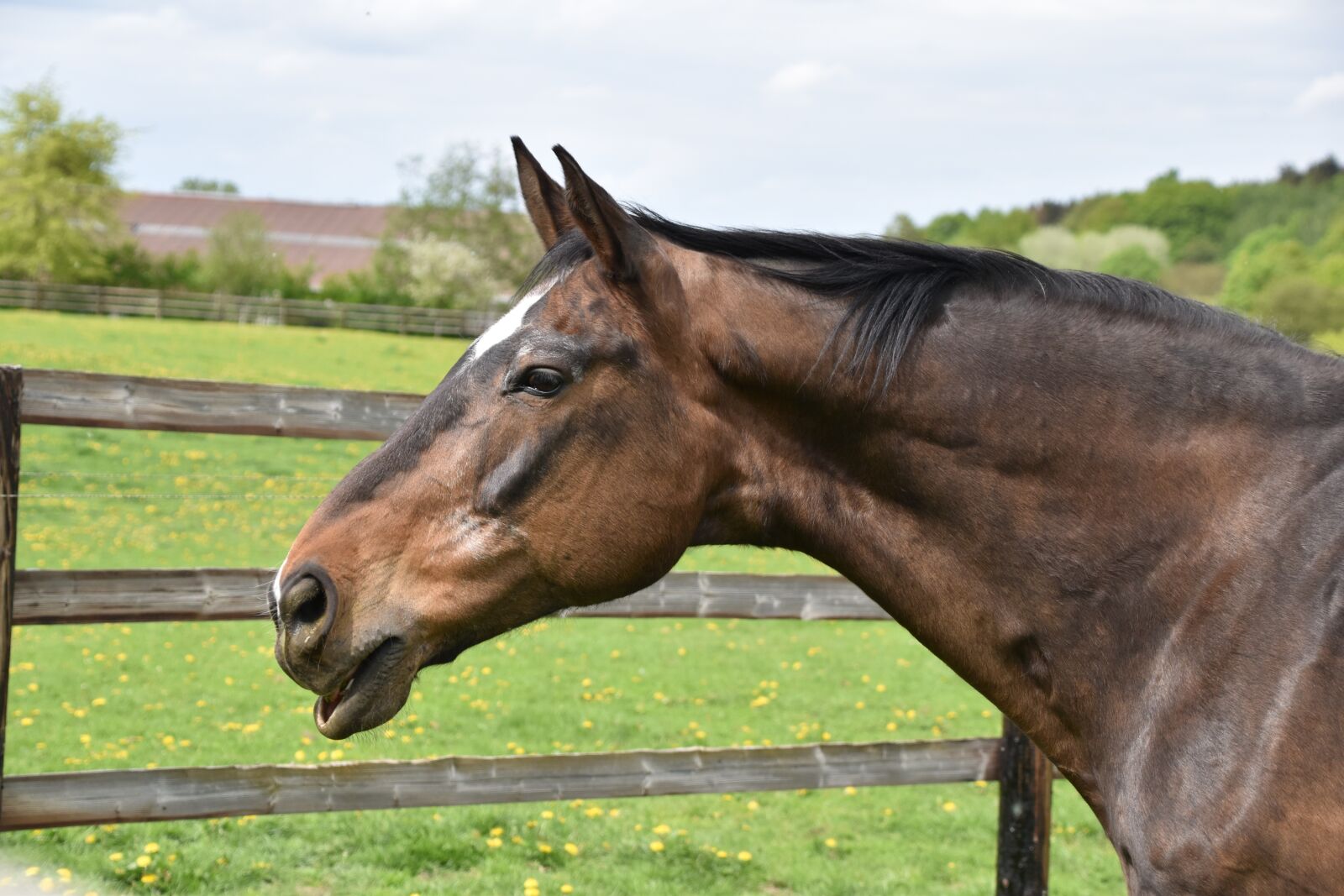 Nikon D5600 sample photo. Animal, mammal, field photography