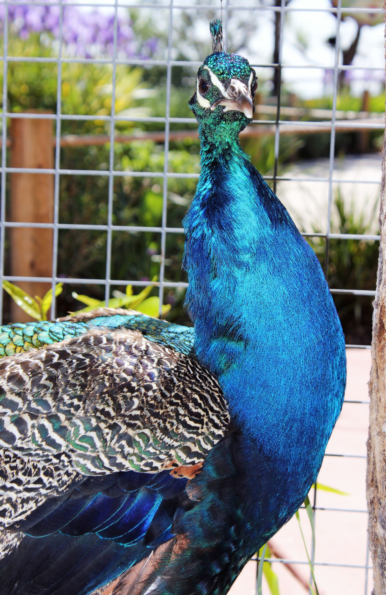 Canon EOS 550D (EOS Rebel T2i / EOS Kiss X4) sample photo. Animals, peacock, zoo photography