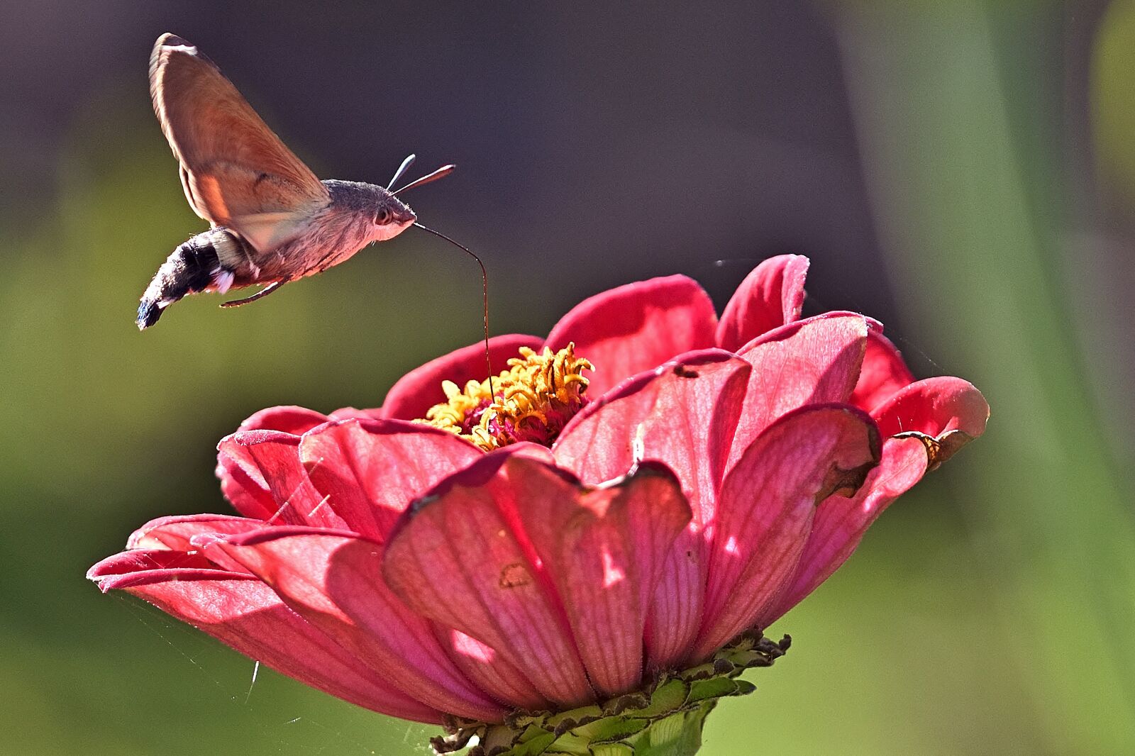 Nikon D5200 sample photo. Hummingbird hawk moth, moth photography