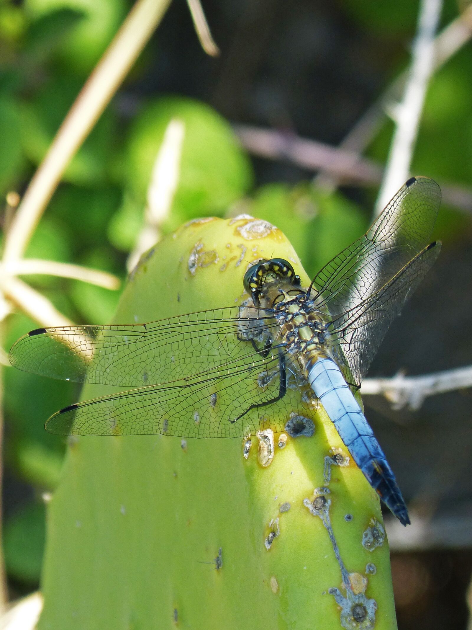Panasonic DMC-FZ62 sample photo. Dragonfly, cactus, wetland photography