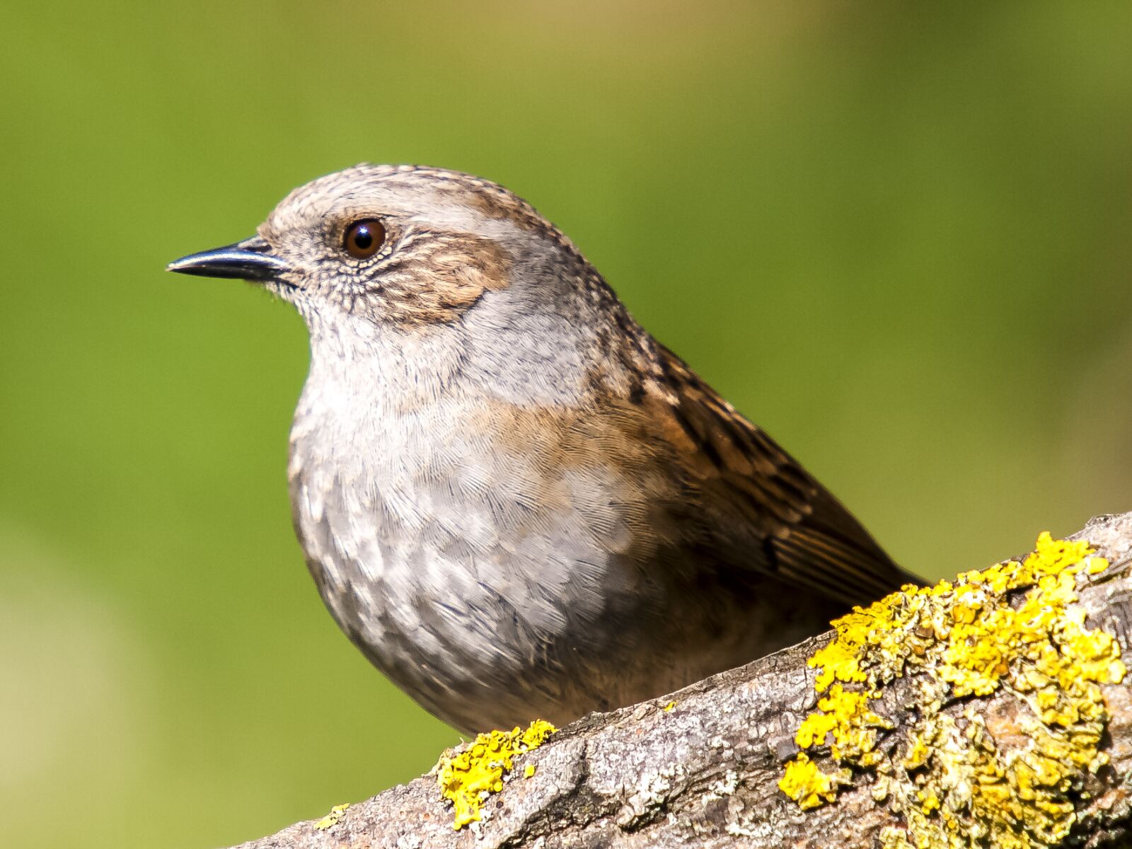 Olympus E-3 sample photo. Dunnock, bird, songbird photography