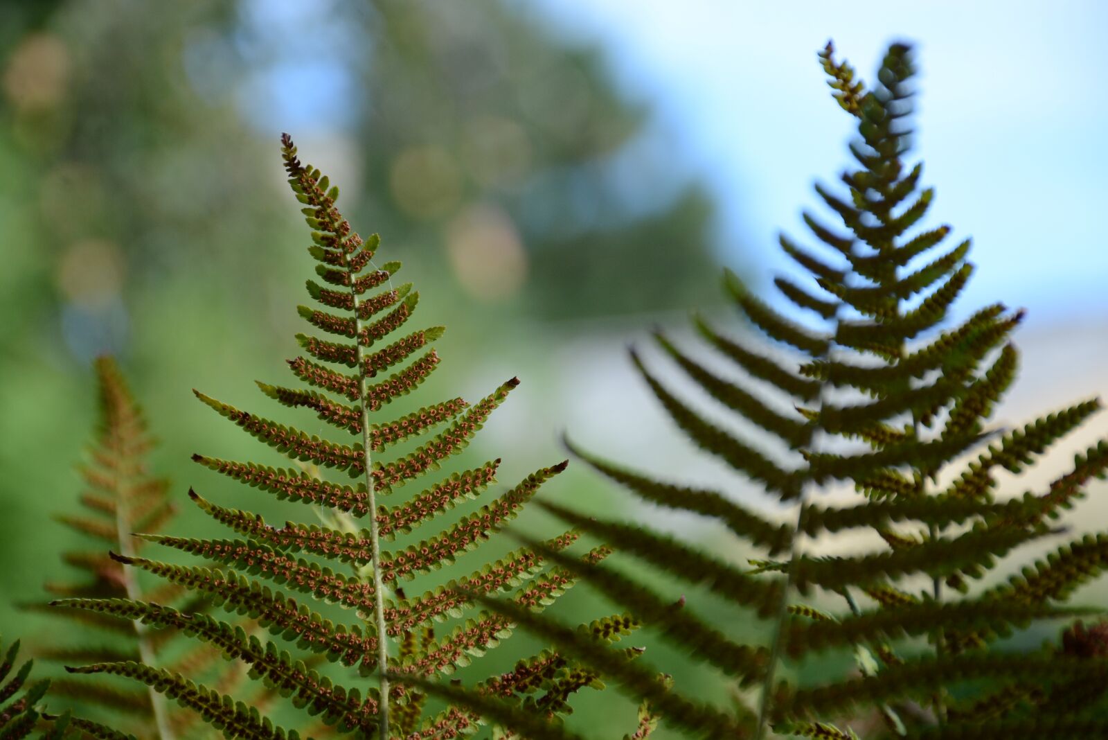 Nikon D7100 sample photo. Bracken, green, foliage photography