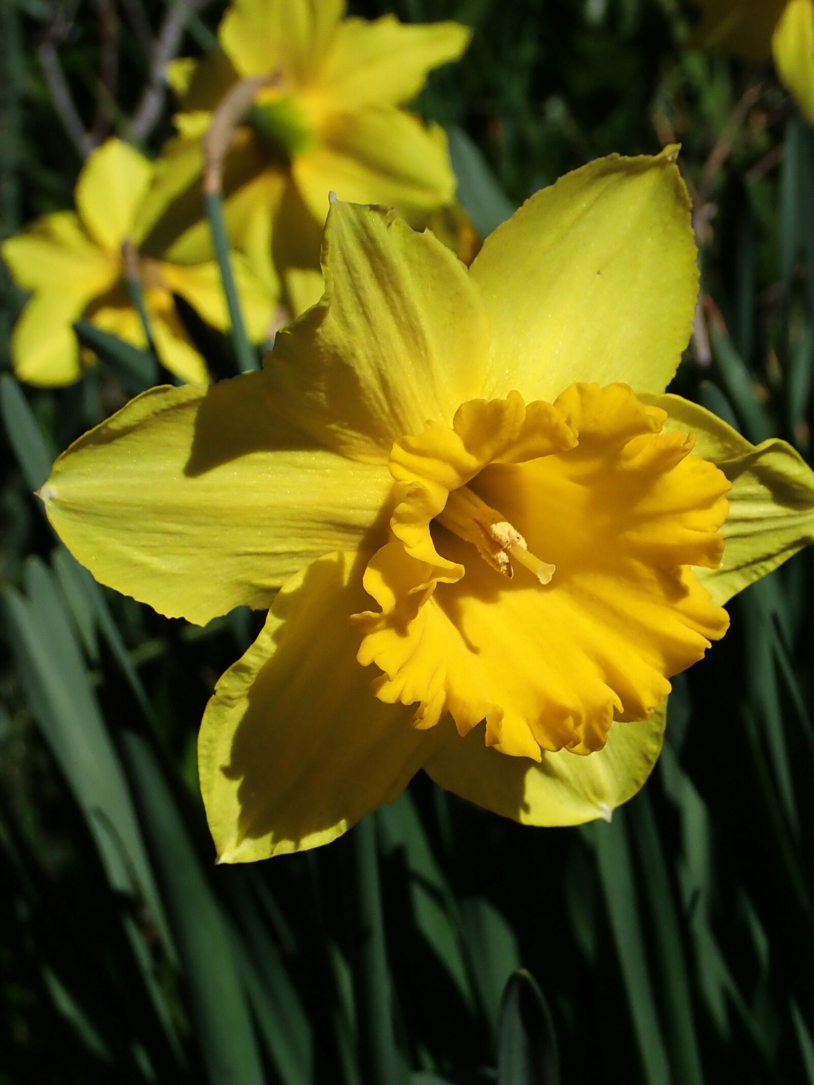 Olympus TG-5 sample photo. Flowers, yellow, daffodils photography