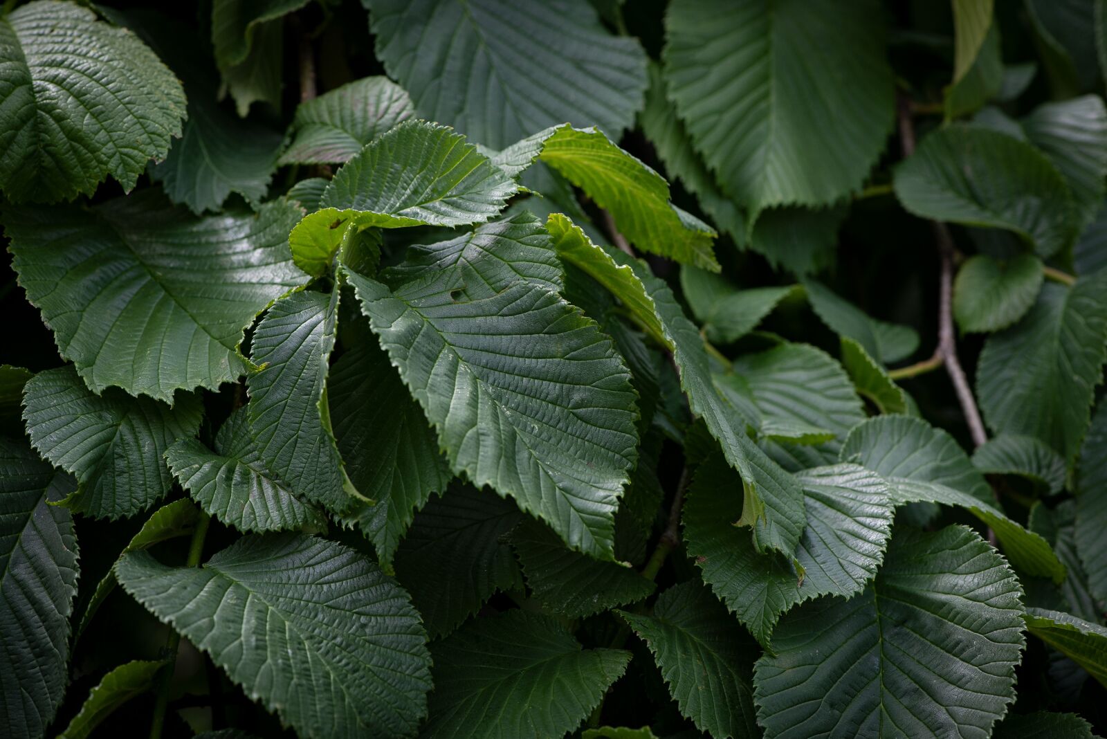 Nikon D750 sample photo. Elm, leaves, foliage photography