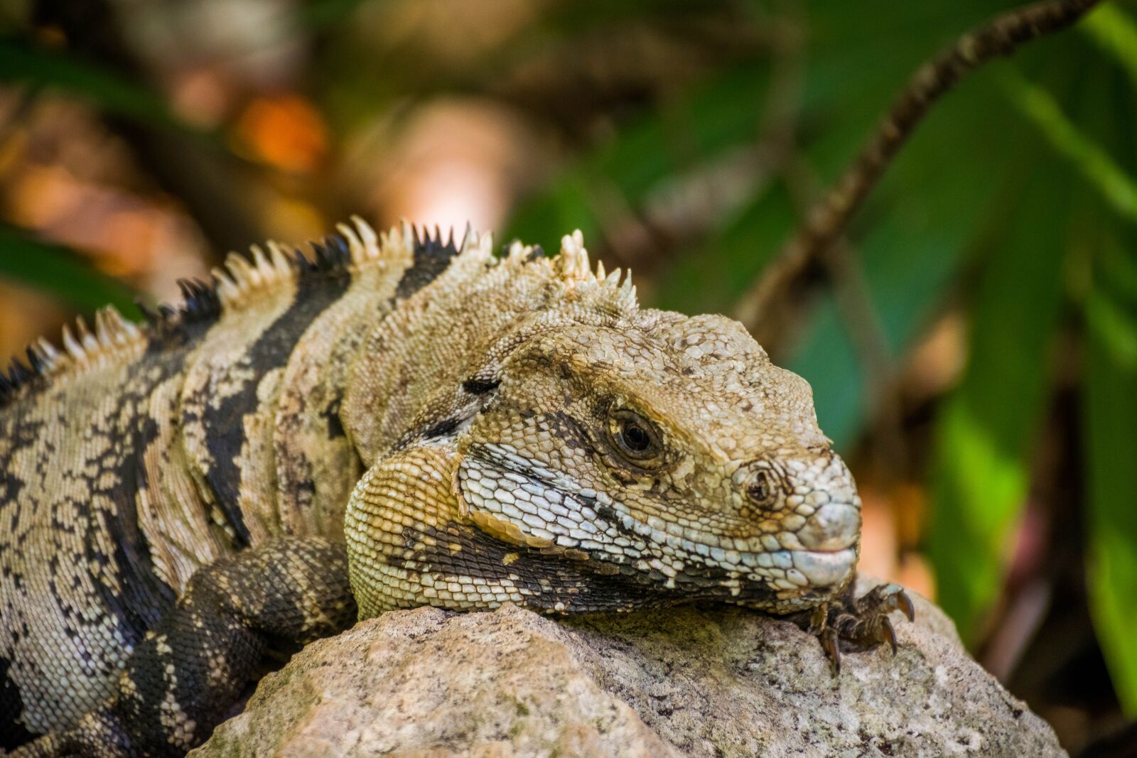 Nikon D5300 sample photo. Iguana, tulun, ruins photography
