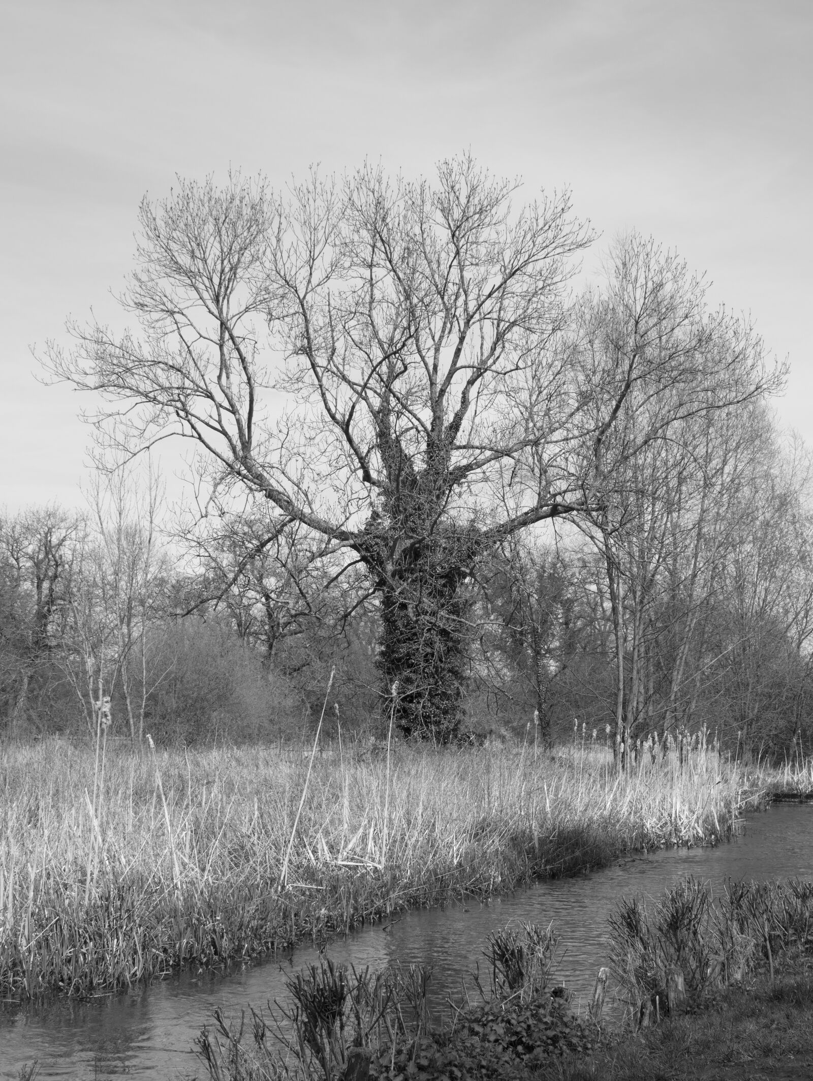 Nikon D5500 sample photo. Bare tree, ivy, autumn photography