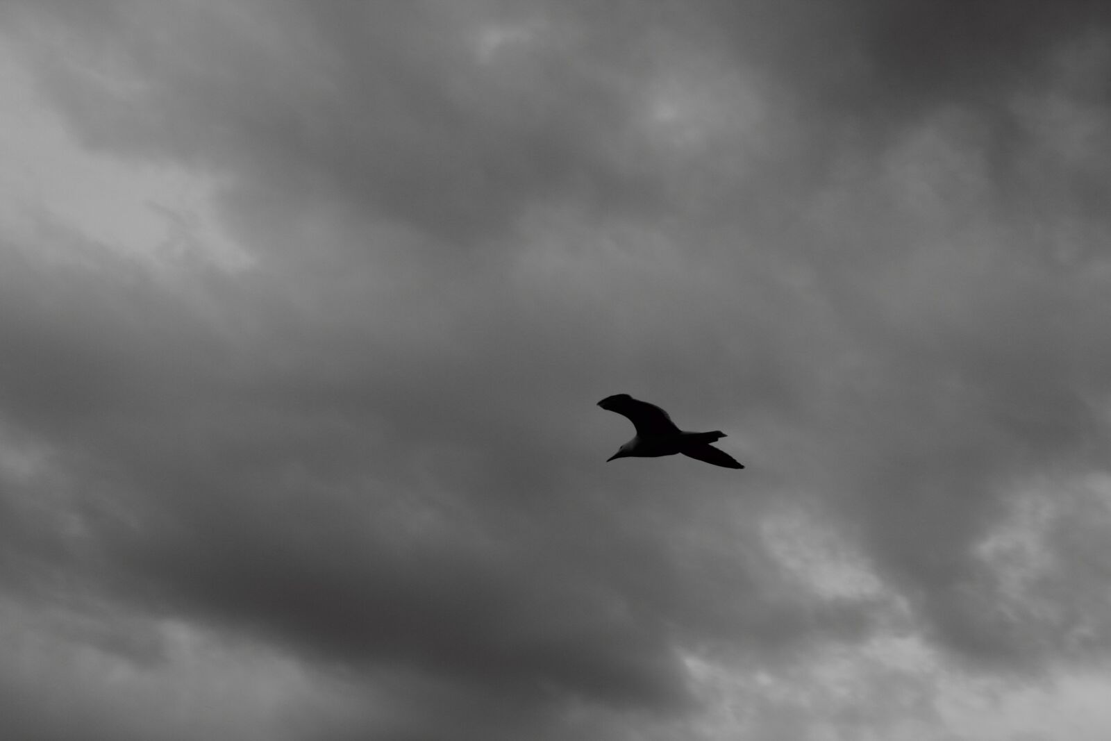 Canon EOS 60D sample photo. Bird, sky, blackandwhite photography