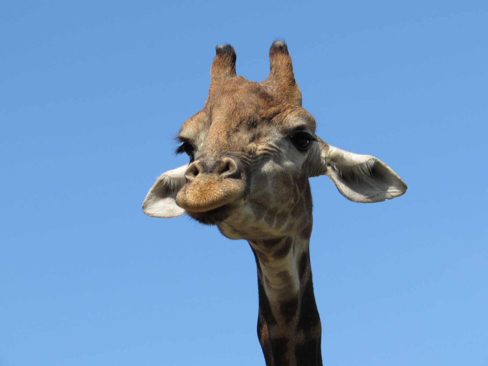 Canon PowerShot SX510 HS sample photo. Giraffe, animal, animals photography