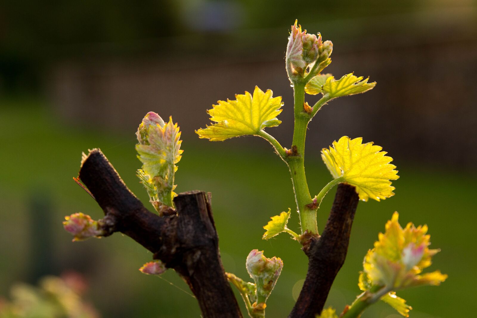 Canon EOS 60D sample photo. Grape, backlighting, evening photography