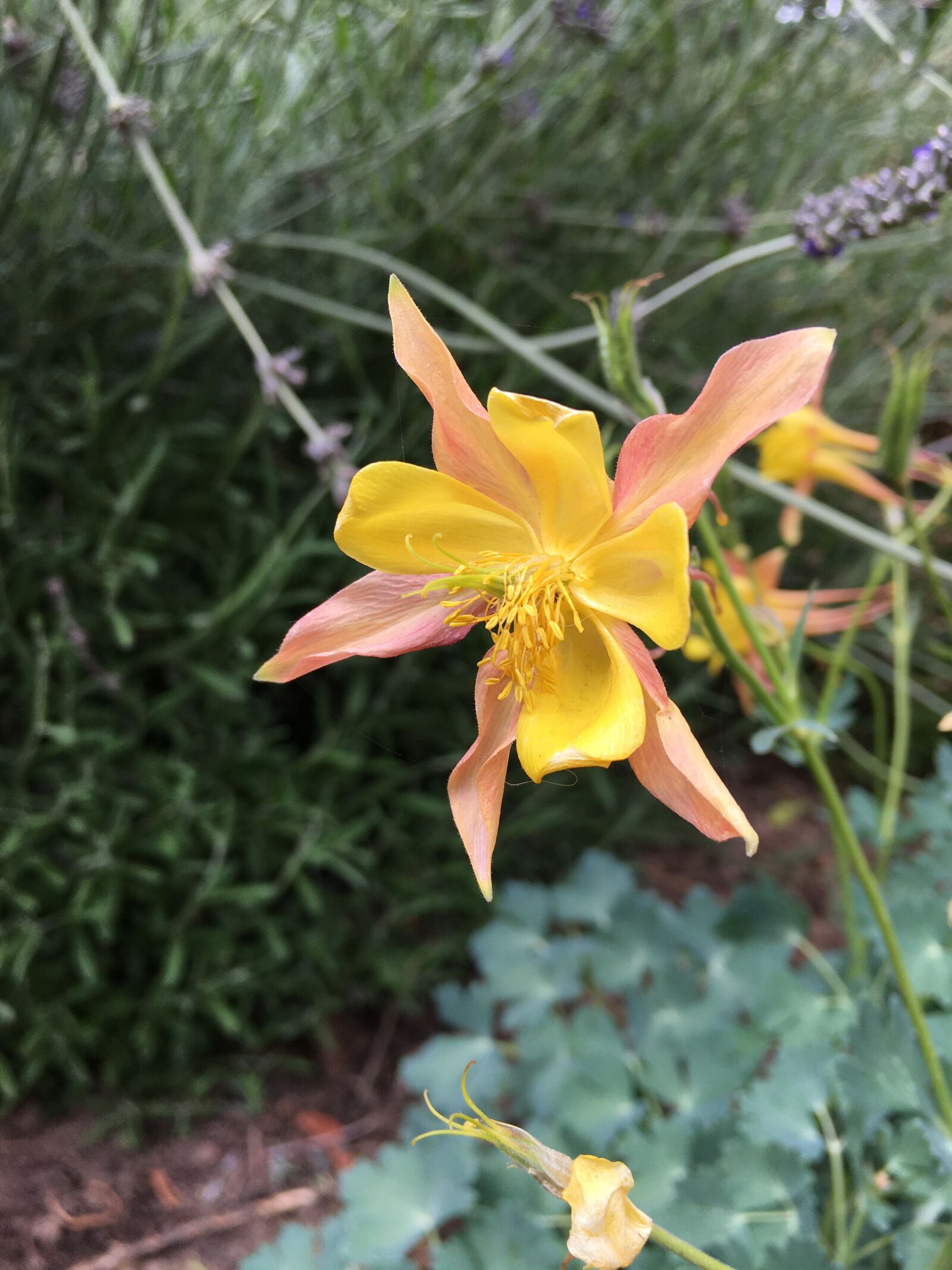 iPhone 6s Plus back camera 4.15mm f/2.2 sample photo. Aquilegia, flower, yellow peach photography