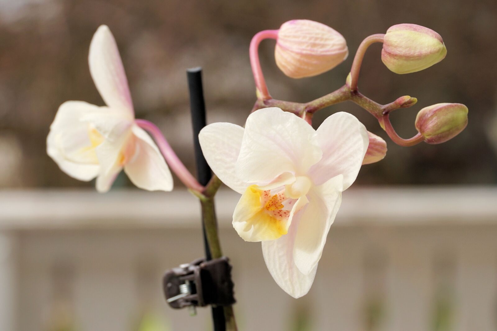 Sony a6000 sample photo. Orchid, flower, blossom photography