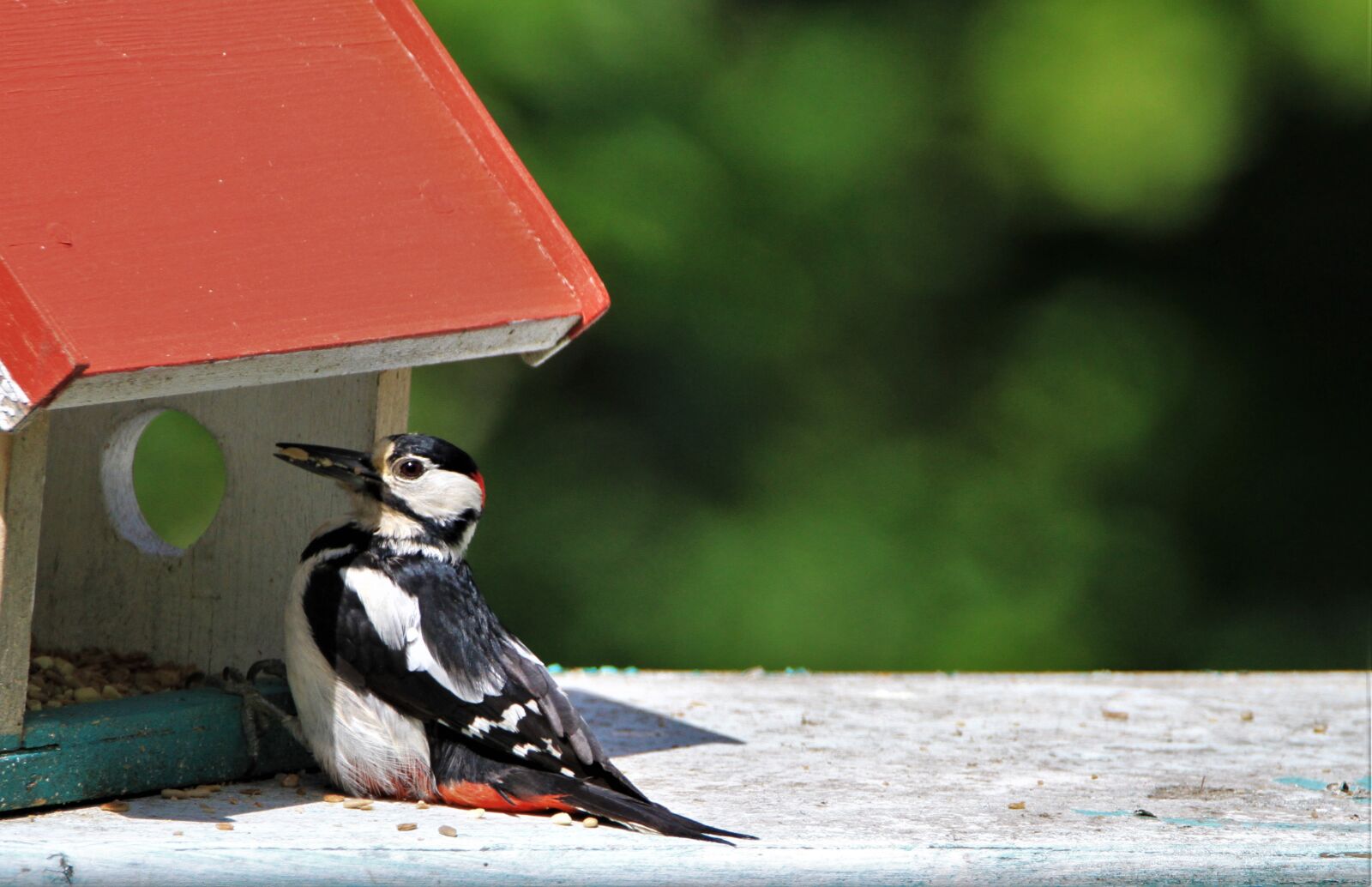 Tamron SP 150-600mm F5-6.3 Di VC USD sample photo. Great spotted woodpecker, male photography