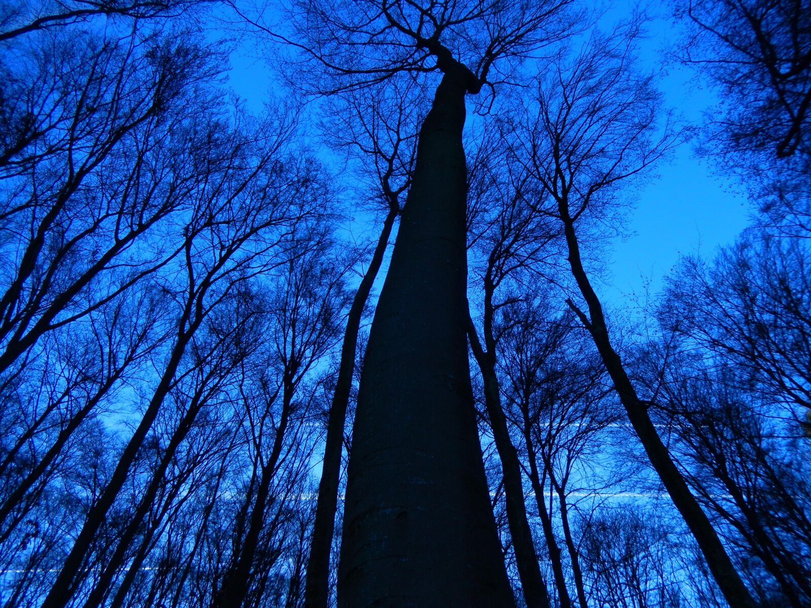 Nikon COOLPIX S9600 sample photo. Trees, sky, nature photography