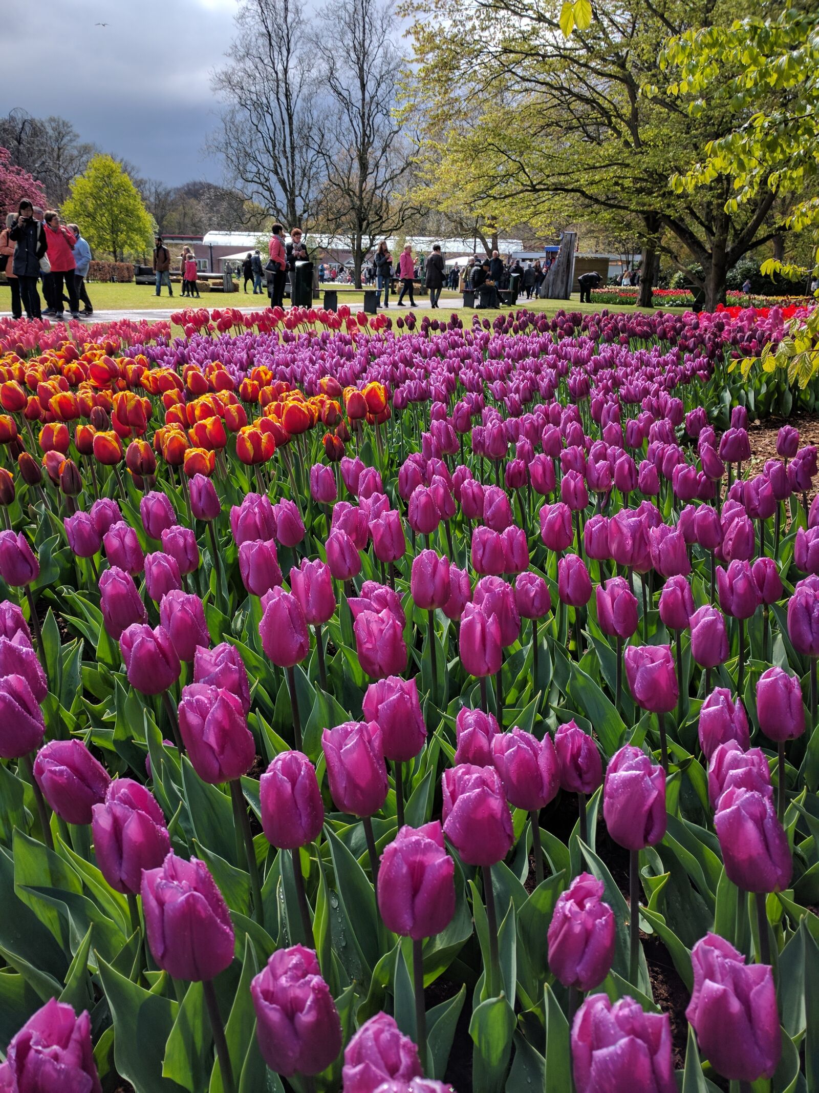 Google Nexus 6P sample photo. Tulips, netherlands, keukenhof photography