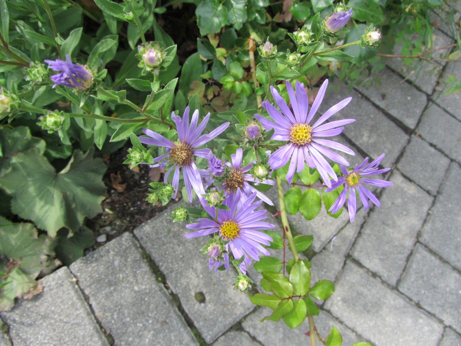 Canon PowerShot SX220 HS sample photo. Purple flower, nature, flower photography