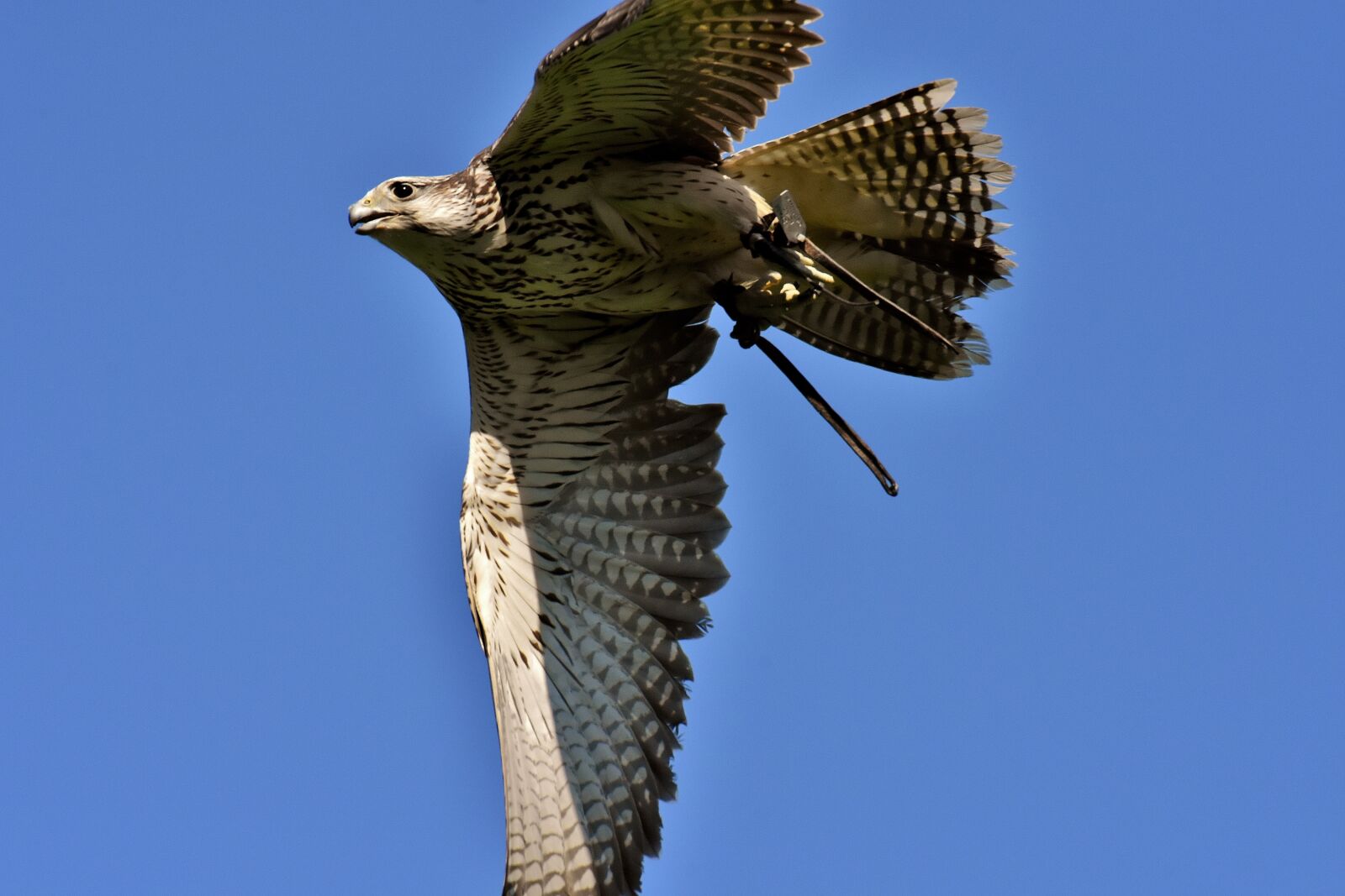 Nikon D7200 sample photo. Falcon, bird of prey photography