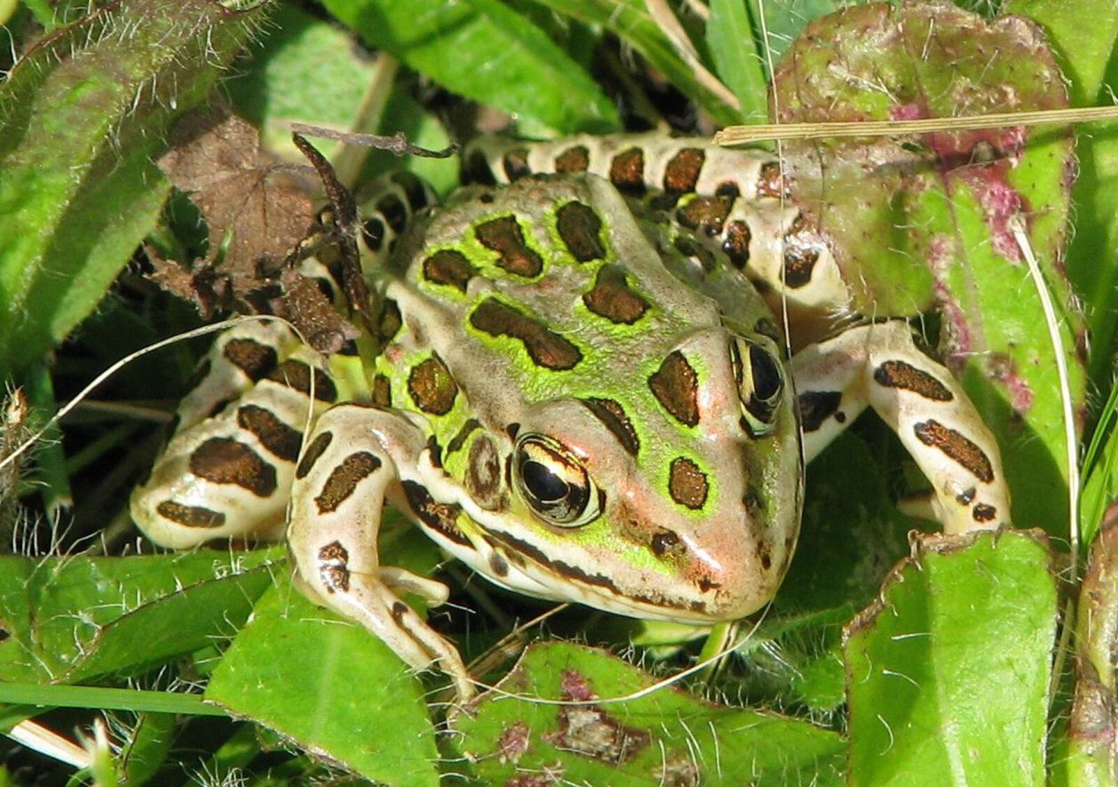 Canon POWERSHOT S5 IS sample photo. Northern leopard frog, lithobates photography