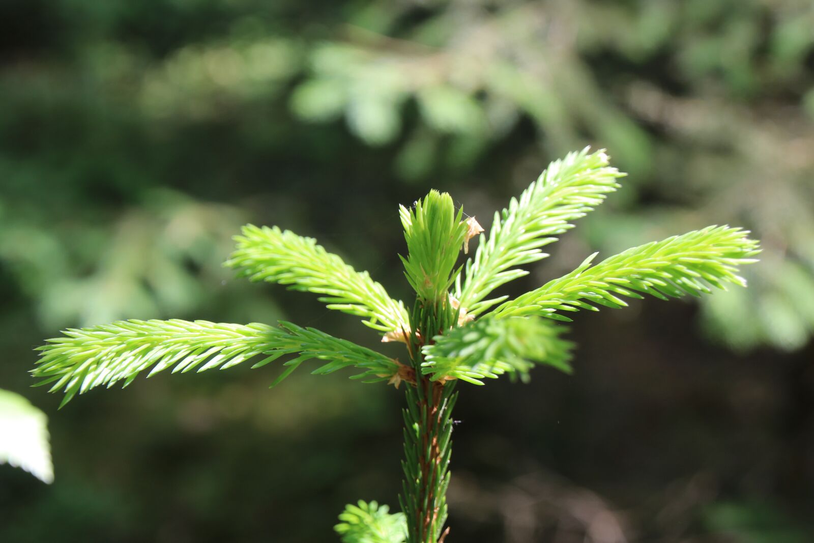 Canon EOS 750D (EOS Rebel T6i / EOS Kiss X8i) sample photo. Tree spietze, fir tree photography