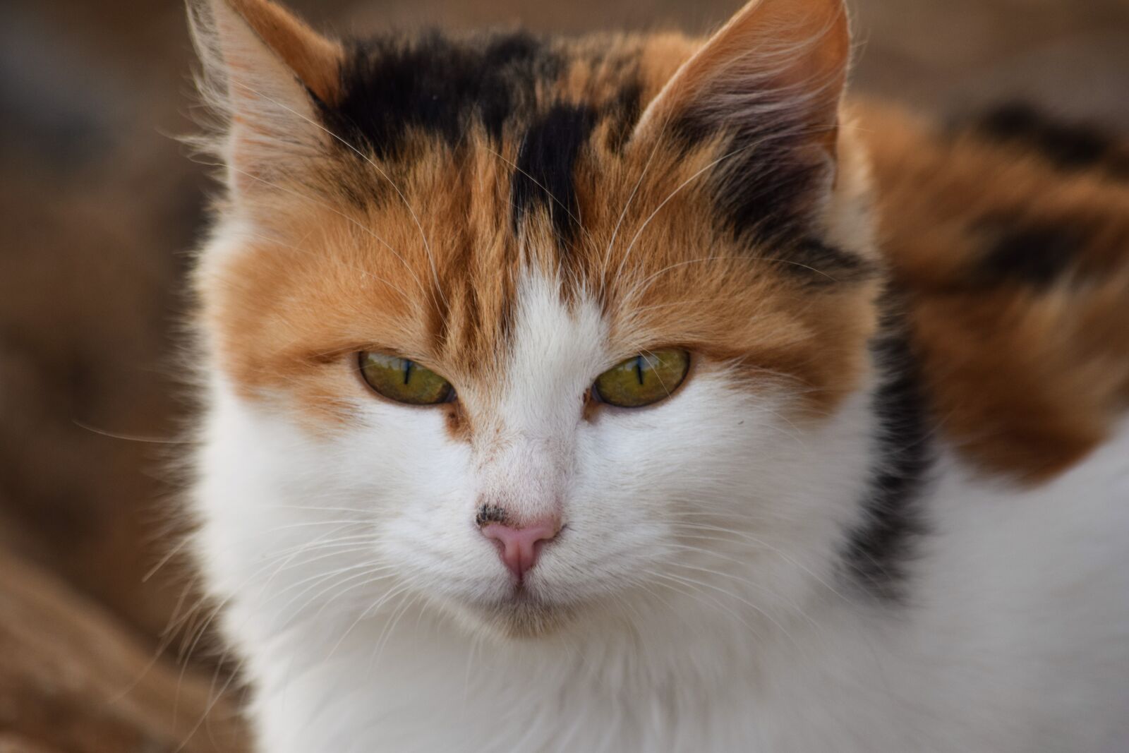 Nikon D3300 sample photo. Cute, cat, animal photography