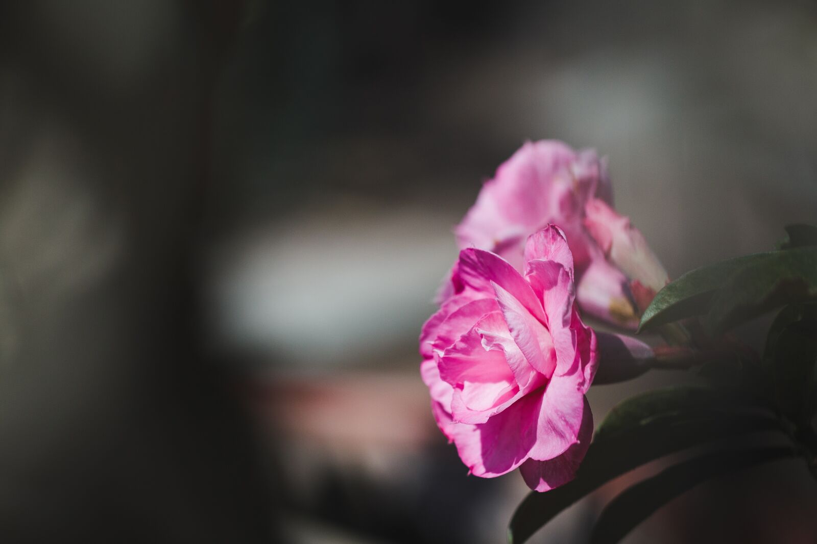 Canon EF 100mm F2.8L Macro IS USM sample photo. Adenium flower, blossom, bud photography