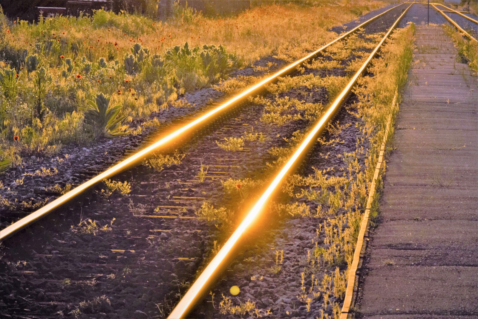 Nikon D3300 sample photo. Railway, red poppys, sunset photography