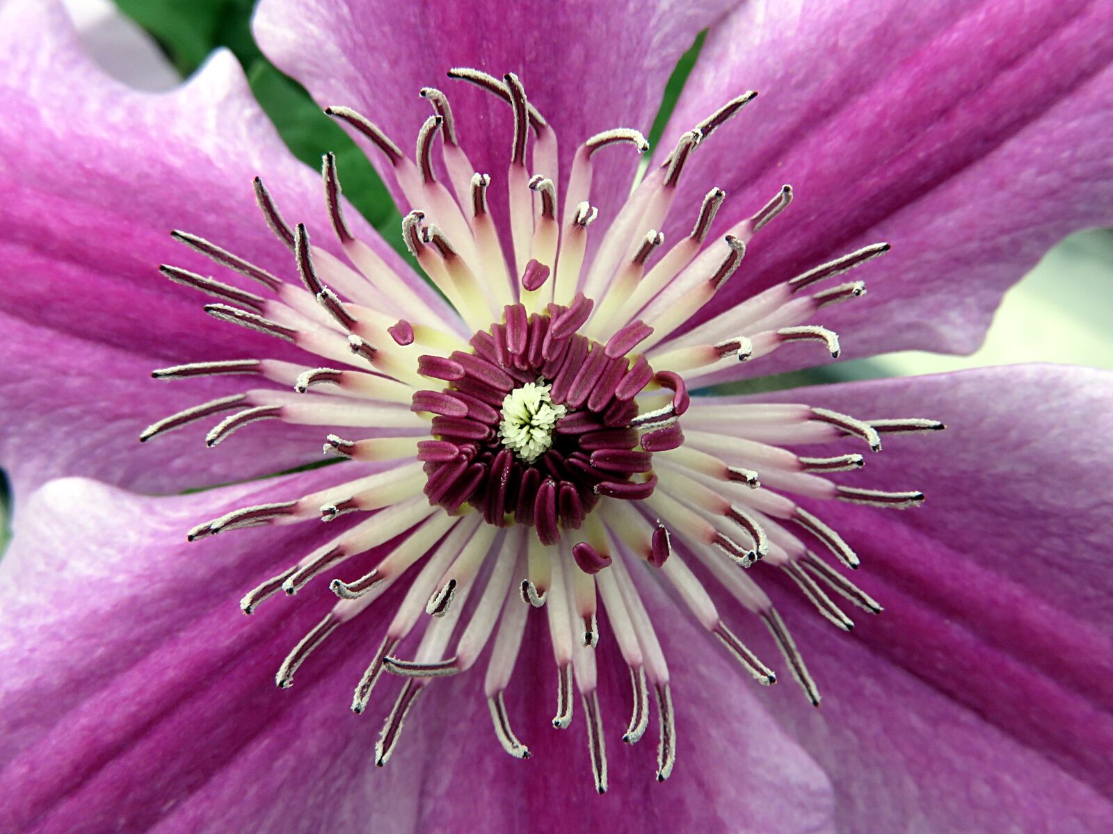 Canon PowerShot SX700 HS sample photo. Flower, clematis, stamens photography