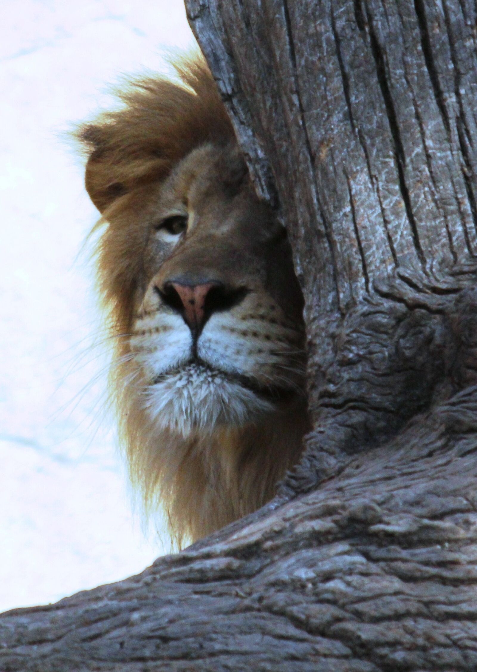 Canon EOS 60D sample photo. Lion, leo, wild photography