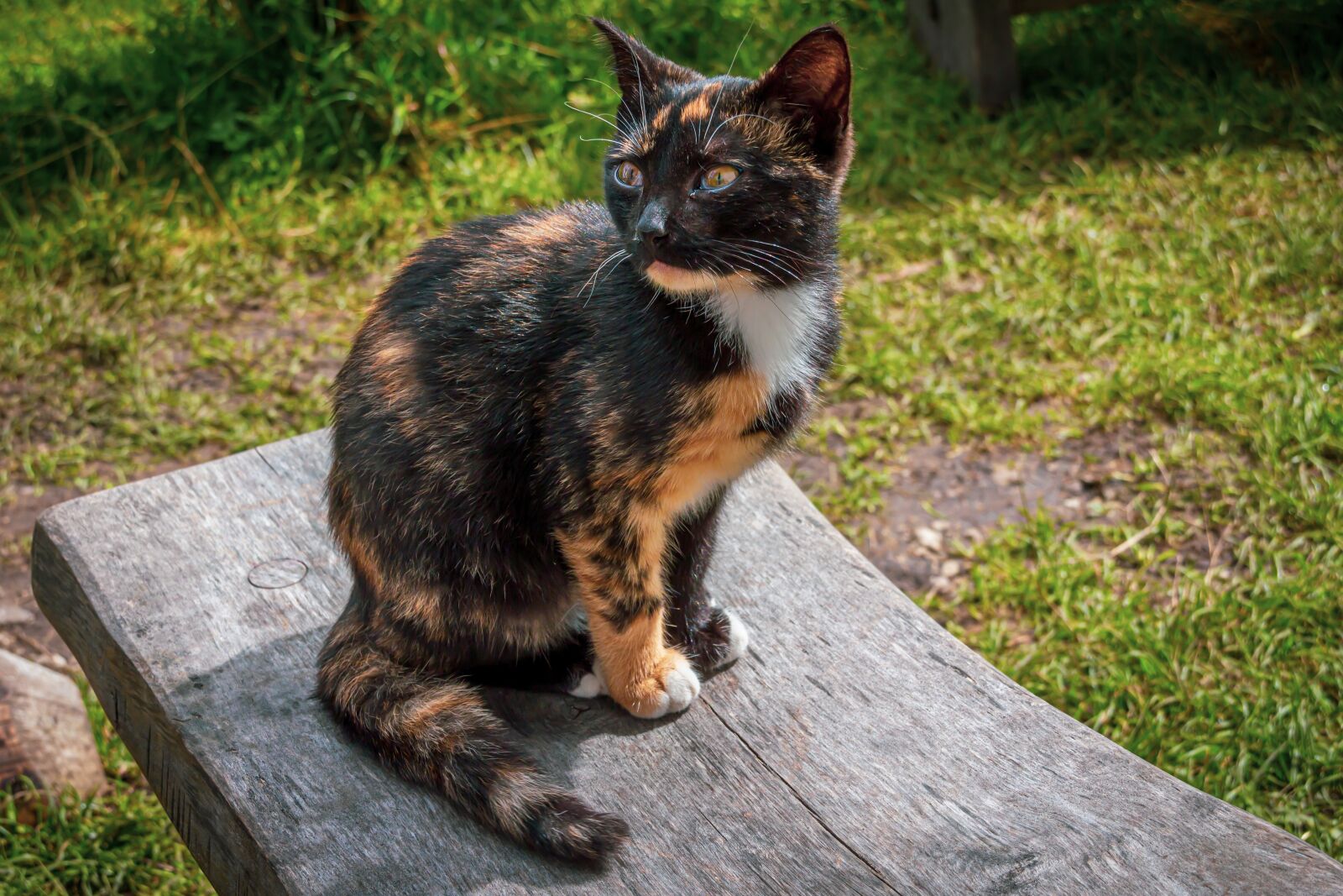 Canon EOS 550D (EOS Rebel T2i / EOS Kiss X4) sample photo. Cat, brown, black photography