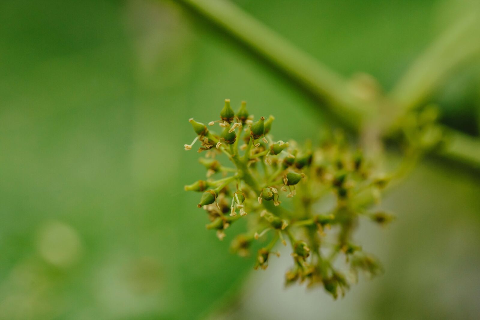 Canon EF 100mm F2.8 Macro USM sample photo. Blur, grass plants, grassy photography