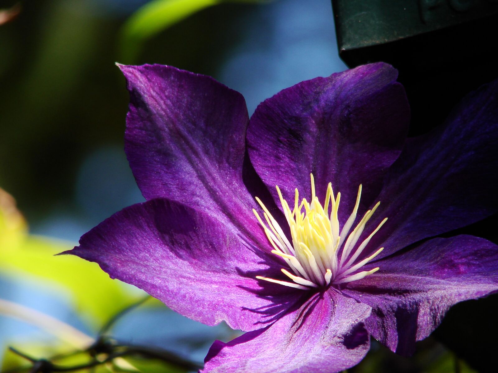 Sony DSC-H5 sample photo. Flower, clematis, plant photography