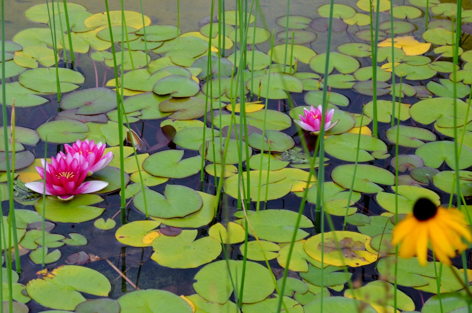 Nikon D5100 sample photo. Water lilies, pink beauty photography