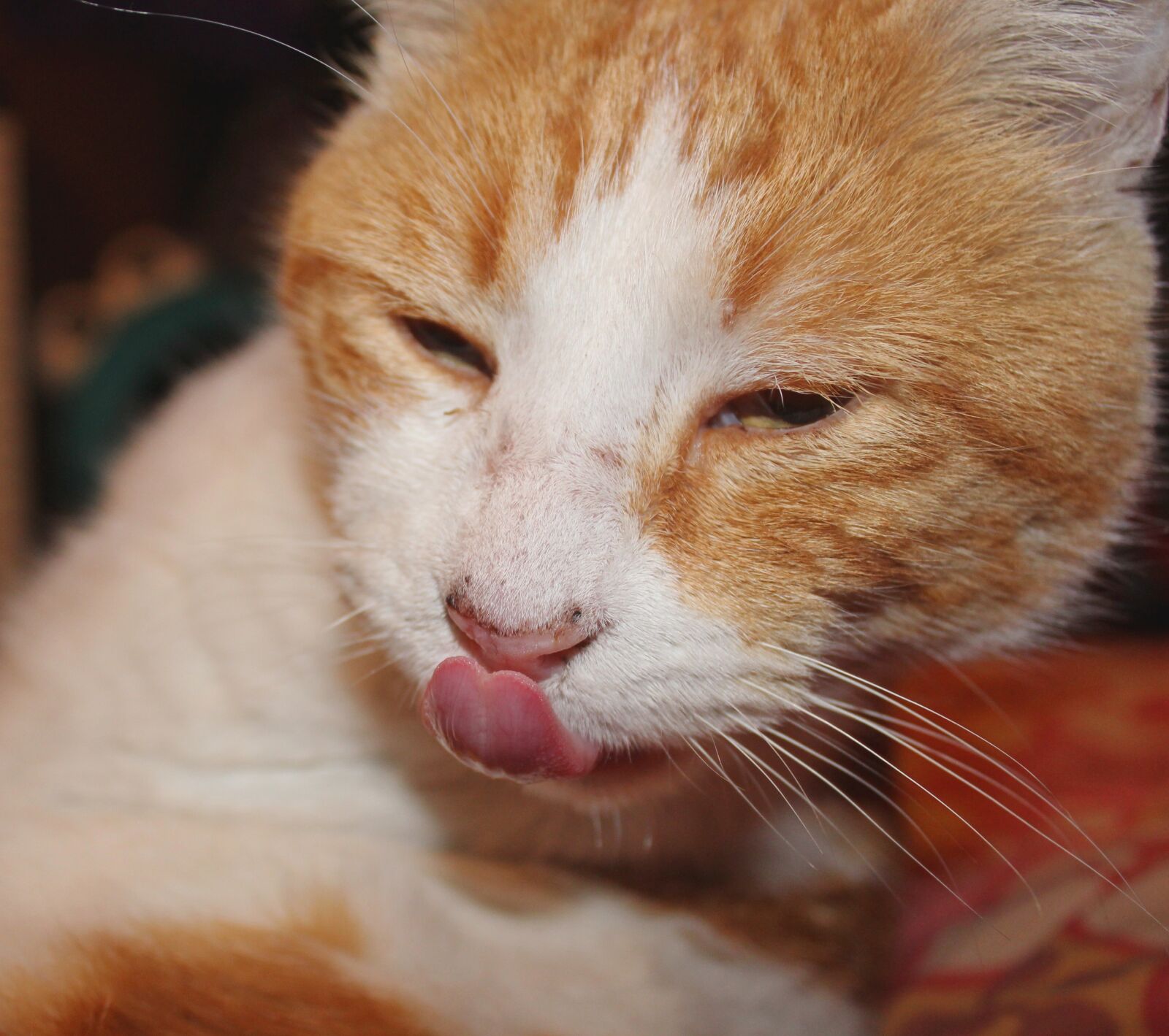 Canon EOS 1200D (EOS Rebel T5 / EOS Kiss X70 / EOS Hi) sample photo. Cat, animal, cute photography