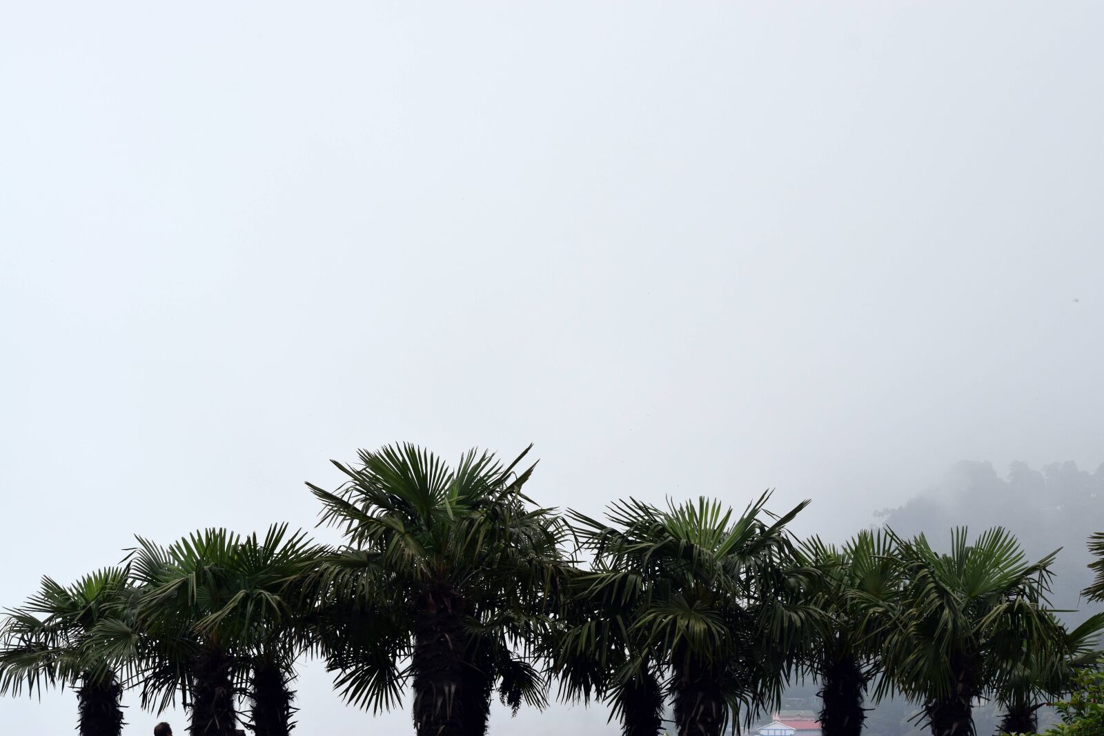 Nikon D3300 sample photo. Tree, cloud, mountain photography