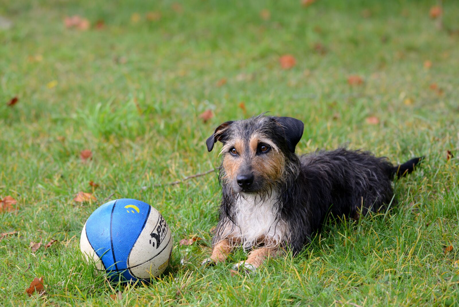 Nikon D600 sample photo. Dog, doggy, pet photography