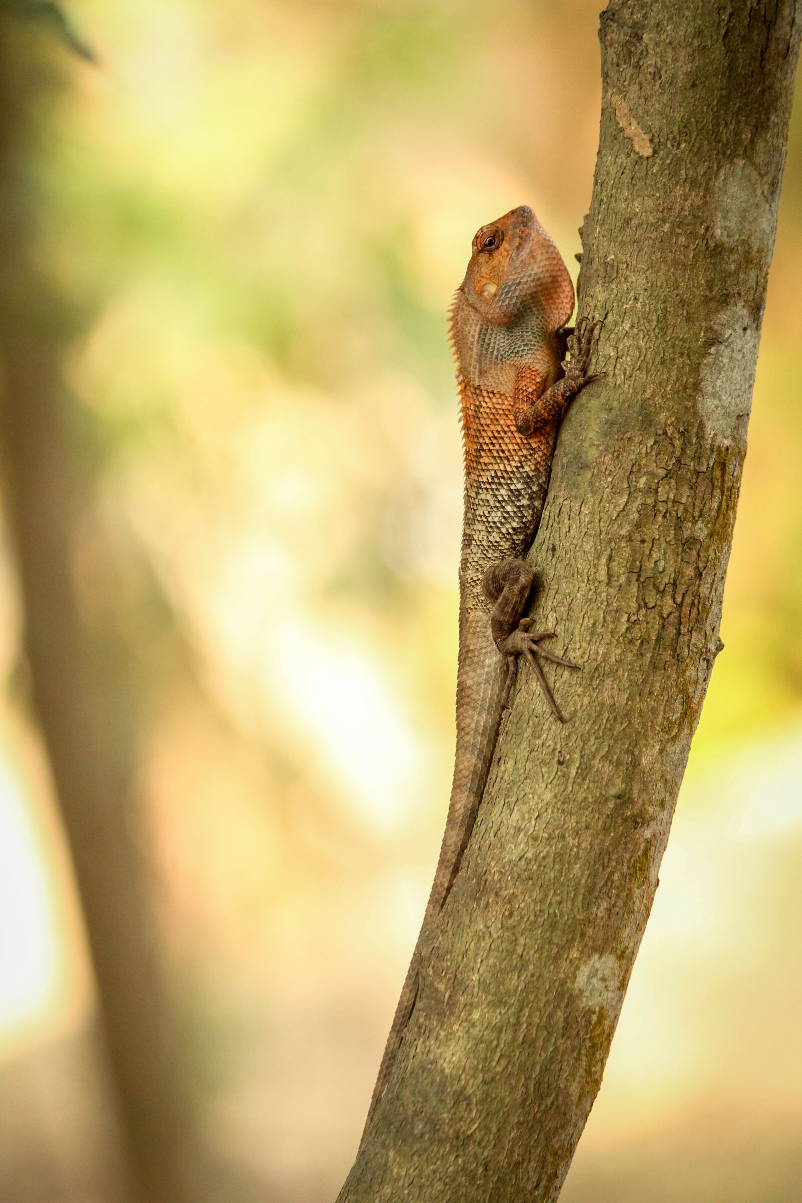 Canon EOS 1200D (EOS Rebel T5 / EOS Kiss X70 / EOS Hi) sample photo. Lizard on a tree photography