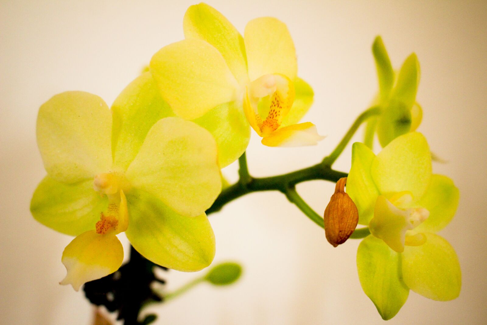 Canon EOS 700D (EOS Rebel T5i / EOS Kiss X7i) sample photo. Orchid, flower, blossom photography