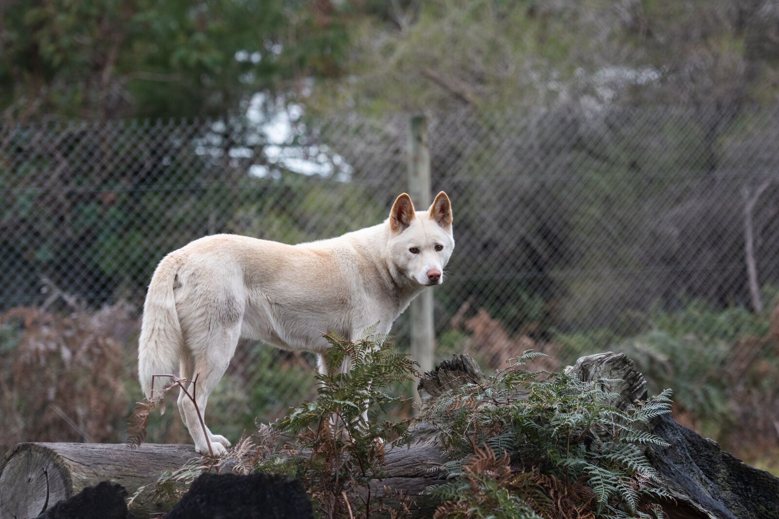 Nikon D750 sample photo. Dingo, native dog, white photography
