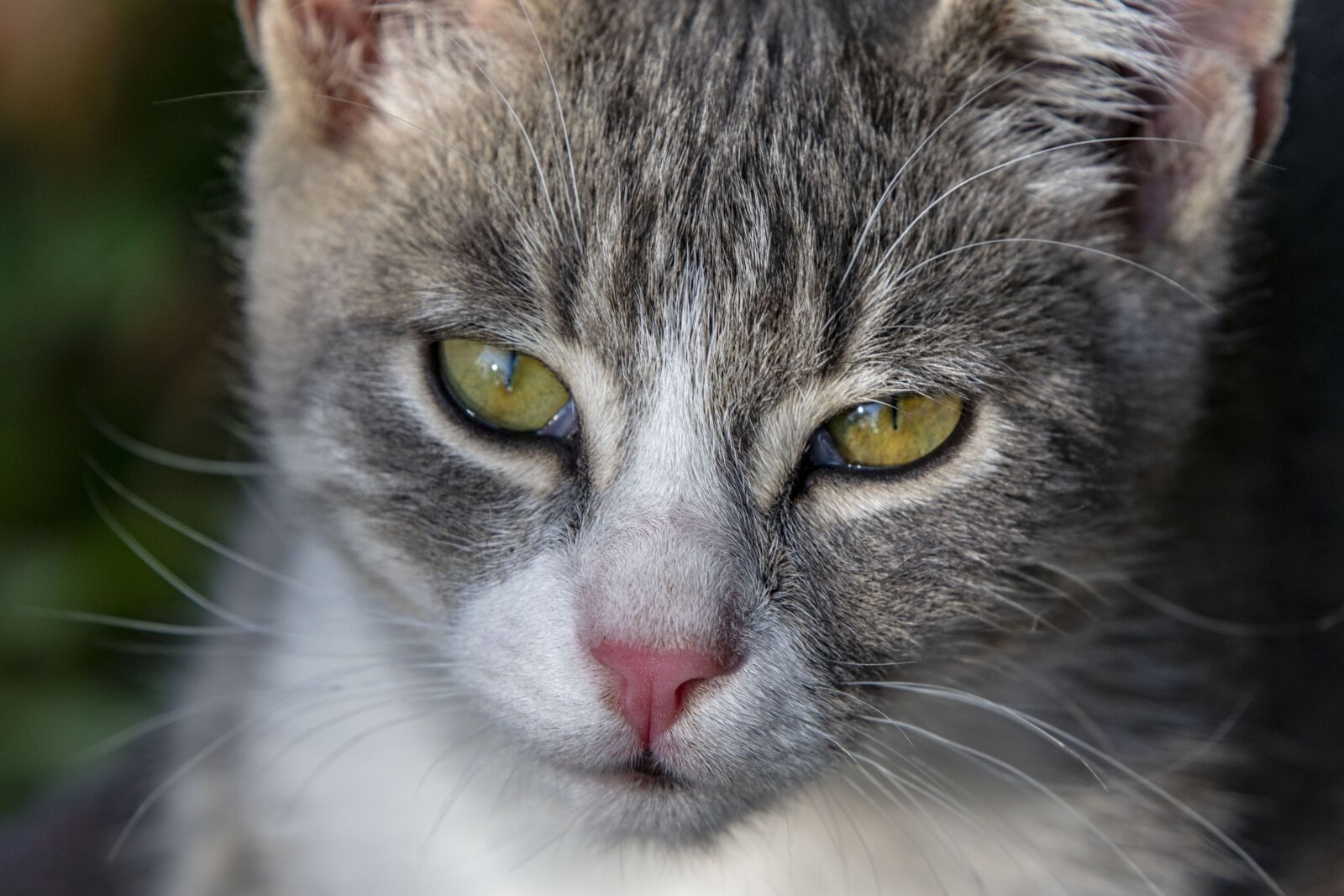 Nikon D5300 sample photo. Kitten, pets, cat photography