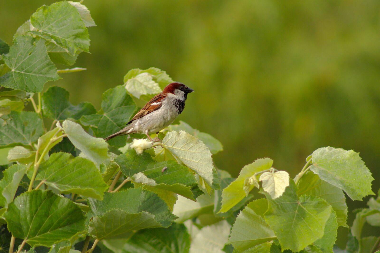 Canon EOS 1100D (EOS Rebel T3 / EOS Kiss X50) sample photo. Sparrow, bird, animal photography