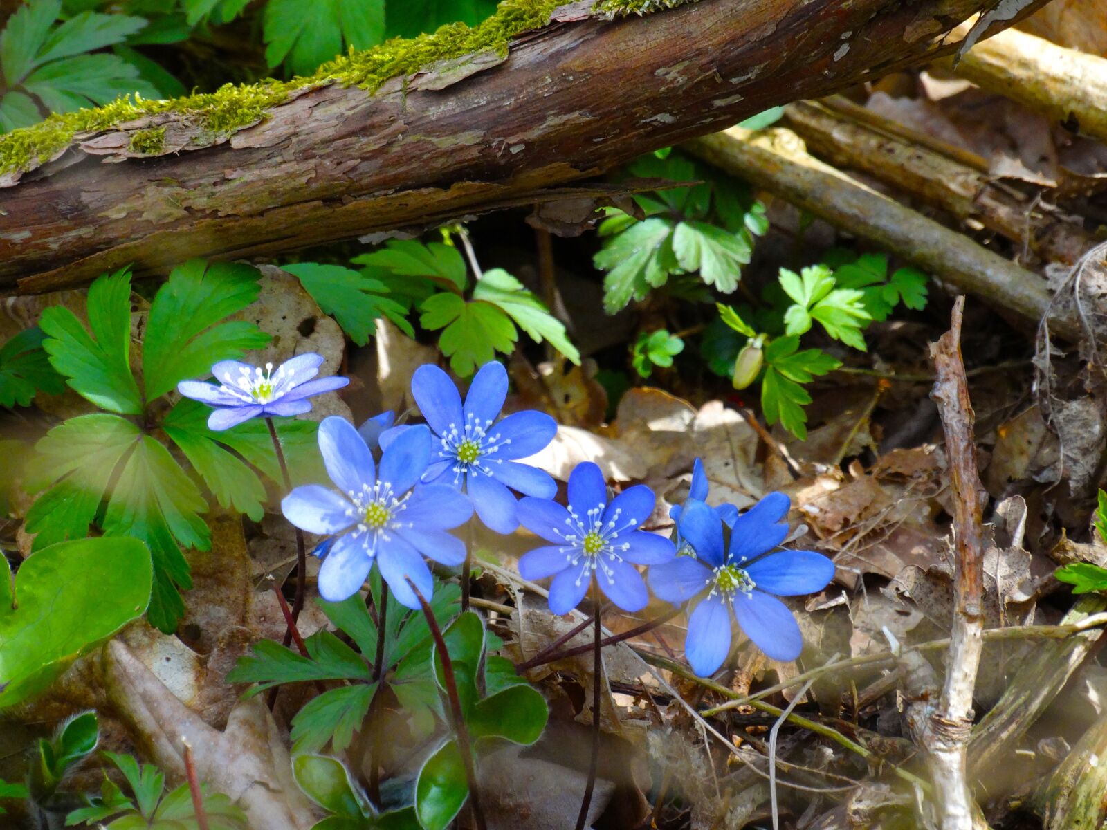 Sony Cyber-shot DSC-HX300 sample photo. Liverleaf our, nature, forest photography