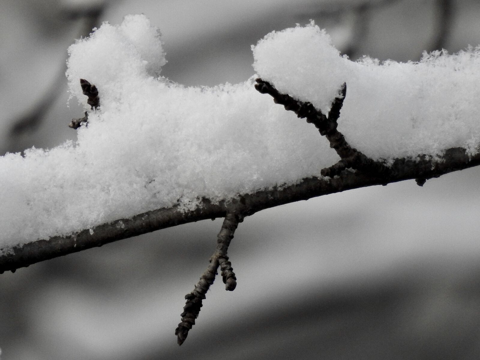 Nikon Coolpix P900 sample photo. Snow, branch, tree photography