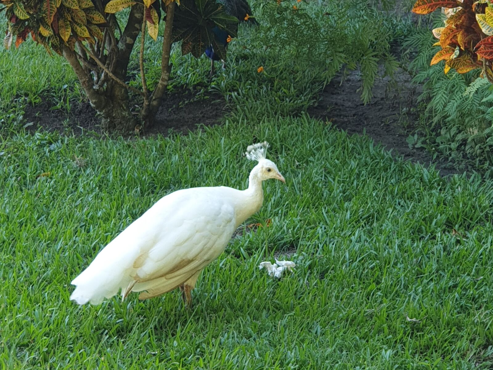 Samsung SM-G965F sample photo. Peacock, ave, pen photography