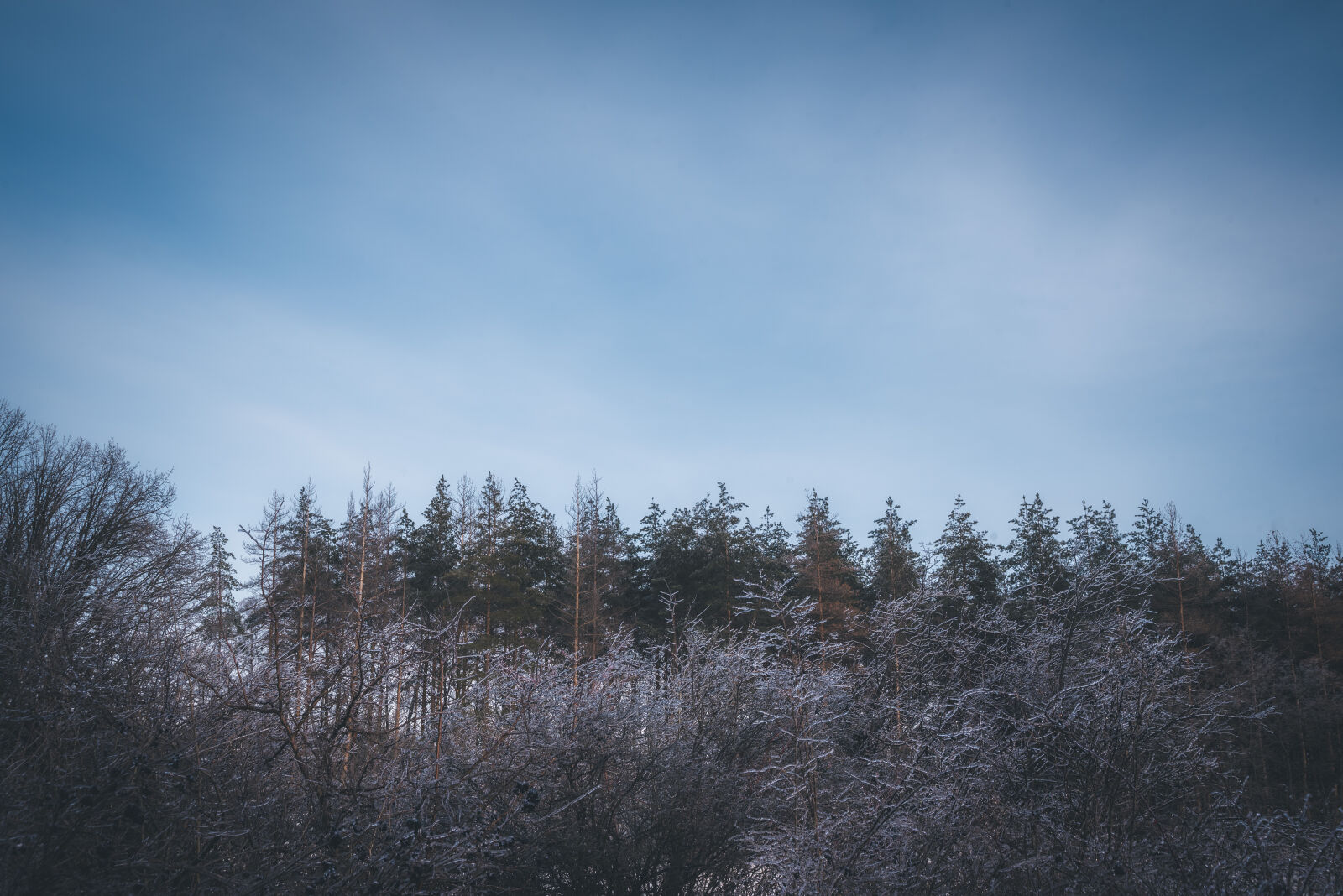 Nikon D750 sample photo